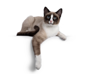 Snowshoe