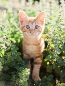 American shorthair