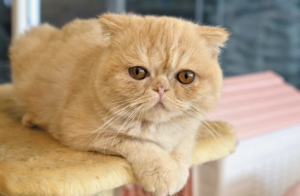 Exotic shorthair