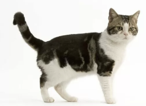 American Wirehair